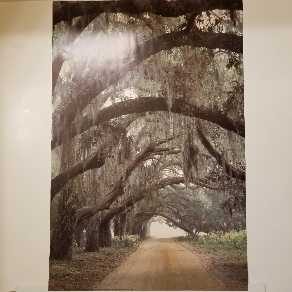 24" x 36" Print of Goergian Oaks Photo by James Randklev Larry Ulrech Stock